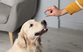 Ausgestreckte Hand mit einer Tablette zum Hund